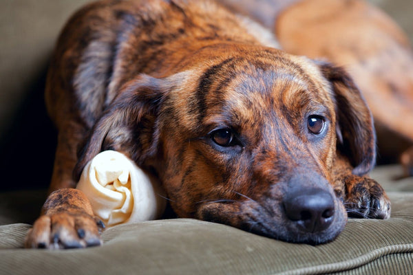 Como identificar Sinais de Dor e Desconforto nos Pets