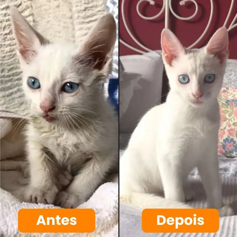 Escova Vaporizadora Pra Gatos + BRINDE ESPECIAL (Por Tempo Limitado)